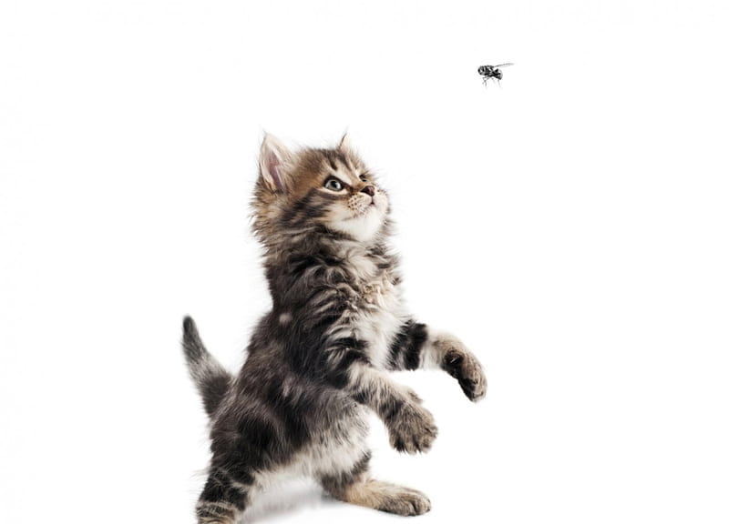 Catching flies, paw, cat, animal, card, cute, fly, funny, kitten, white, pisica, HD wallpaper