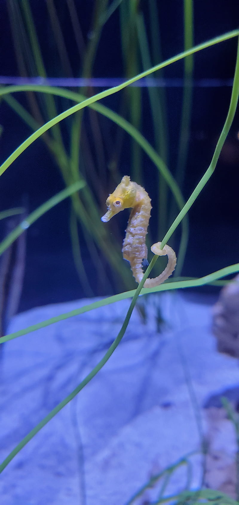 Eva seahorses for Snorkeling with