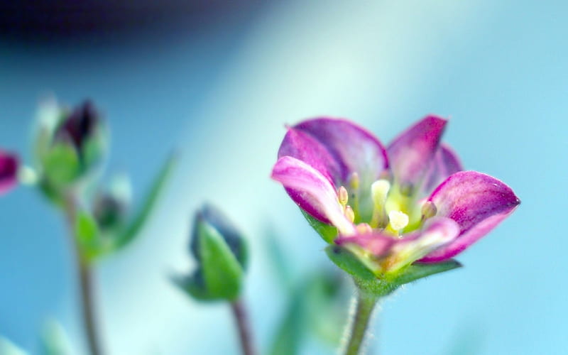 plants drop petals-Plant Macro, HD wallpaper