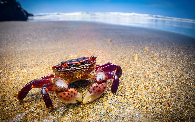 crab, beach, wildlife, ocean, HD wallpaper