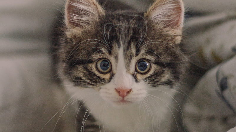 Kitten, timur m, view from the top, face, eyes, pisici, cat, HD wallpaper