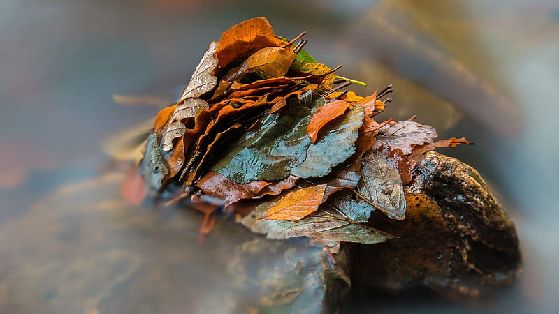 Leaves Nature, nature, leaves, HD wallpaper