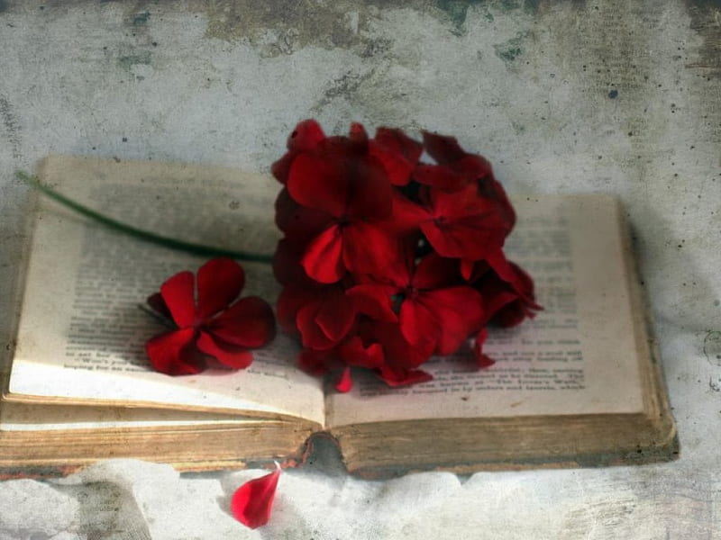 Red roses, rose, book, flowers, nature, soft, petals, blooms, delicate