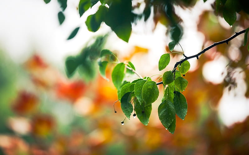 drops spring leaves-Plant Macro, HD wallpaper