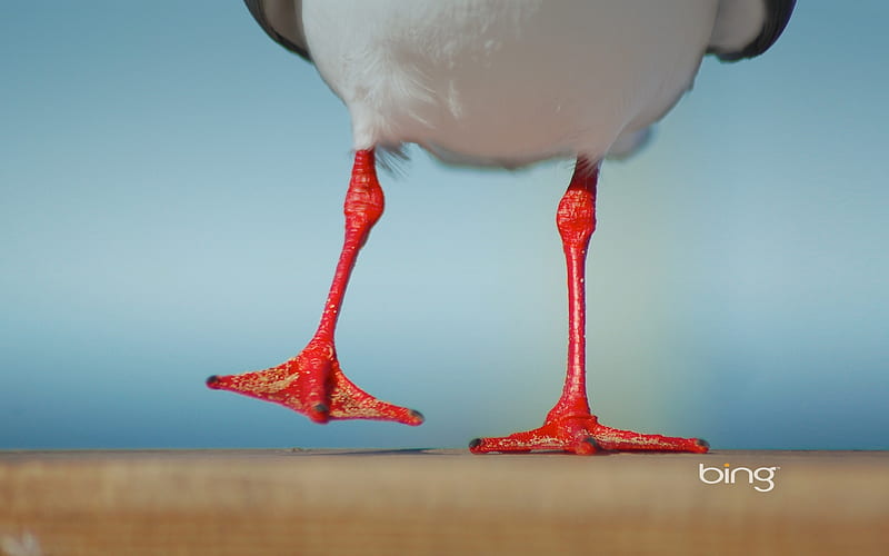 Gulls bright red of Happy Feet, HD wallpaper