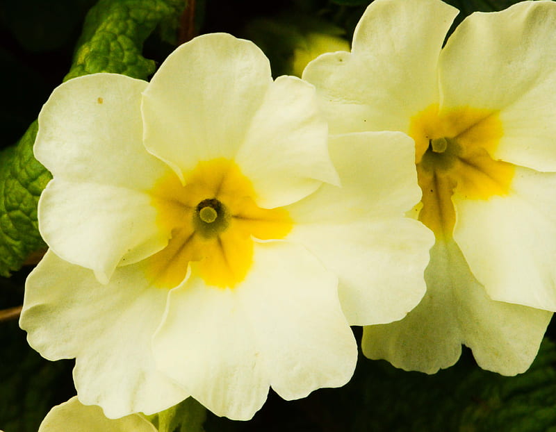 Primrose Flowers, pretty, annuals, primrose, two, summer, flowers, yellow, nature, HD wallpaper