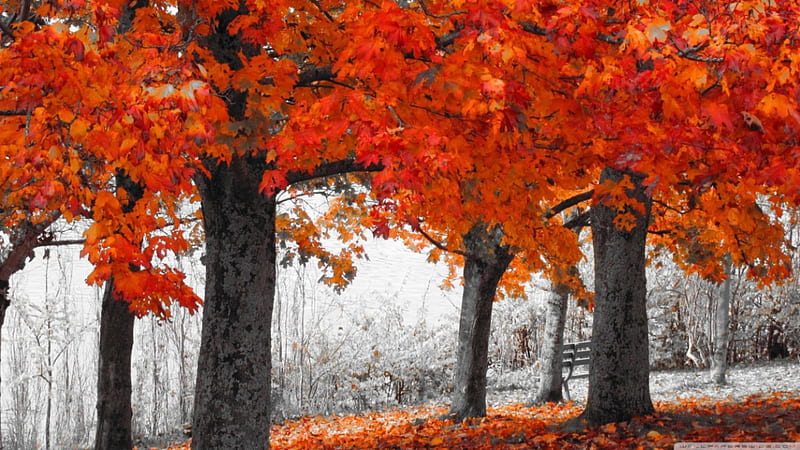 Autumn series, forest, fall, autumn, park, seasons, tree, nature, scene