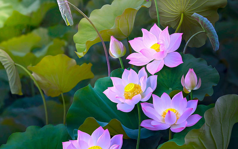 Lotuses, green, water lily, vara, lotus, summer, flower, pink, HD wallpaper