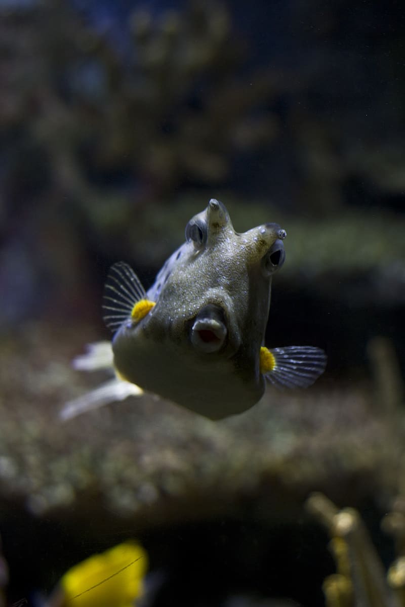 longhorn cowfish, fish, underwater world, HD phone wallpaper