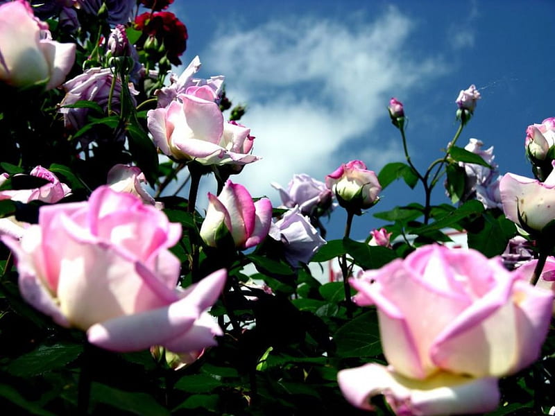 Rose Garden, colorful, bloom, plant, flowers, garden, nature, roses ...