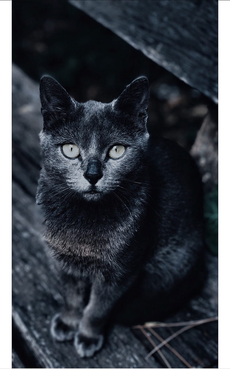 Russian Blue Cat, kitty, russian blue, species, living, sooth, black, green, graph, HD phone wallpaper