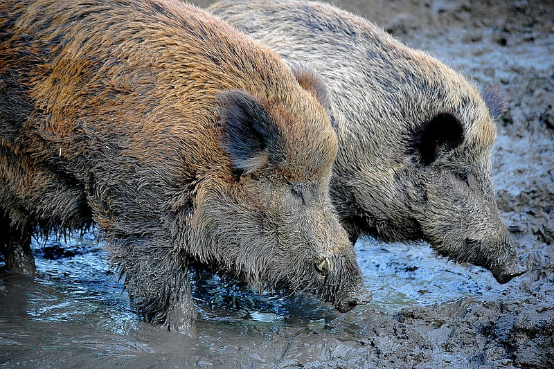 wild boar, pigs, animals, HD wallpaper