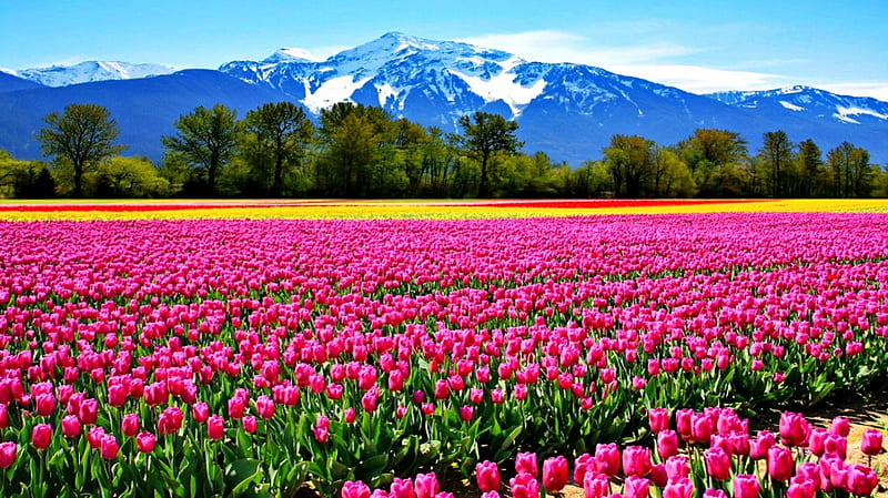 Tulips field, pretty, colorful, bonito, snowy, mountain, nice, peak, flowers, tulips, pink, lovely, fresh, delight, spring, sky, freshness, summer, nature, meadow, field, HD wallpaper
