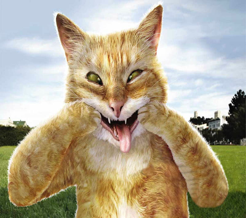 720P free download | Funny Cat, HD wallpaper | Peakpx