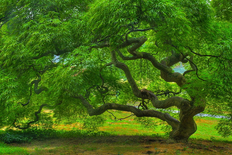 JAPANESE GREEN TREE, tree, japanese, maple, time, summer, gree, HD wallpaper
