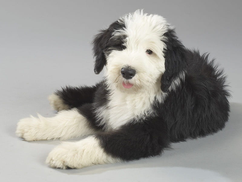 Newborn Old English Sheepdog Stock Photo - Image of background, mammal:  21647110