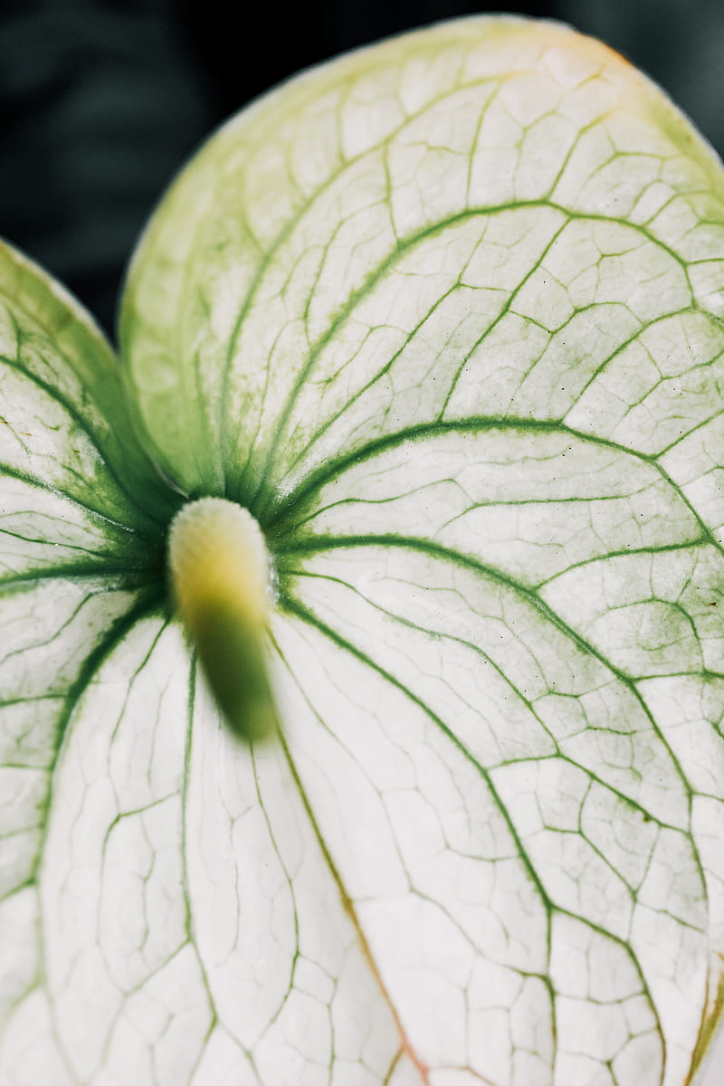 Green and White Flower Bud, HD phone wallpaper | Peakpx