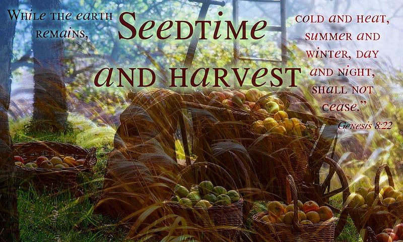 SeedTime and Harvest, harvest, plant, vineyard, reap, jesus, farmer, sow, scriptures, seedtime, bible, god, crops, holy spirit, HD wallpaper