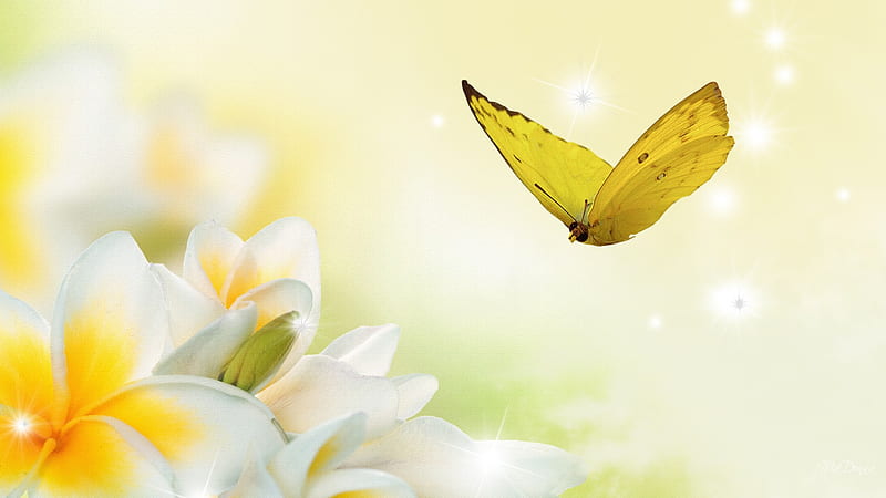 Frangipani Butterfly Yellow, glow, frangipani, butterfly, plumeria, flowers, yellow, firefox persona, light, HD wallpaper