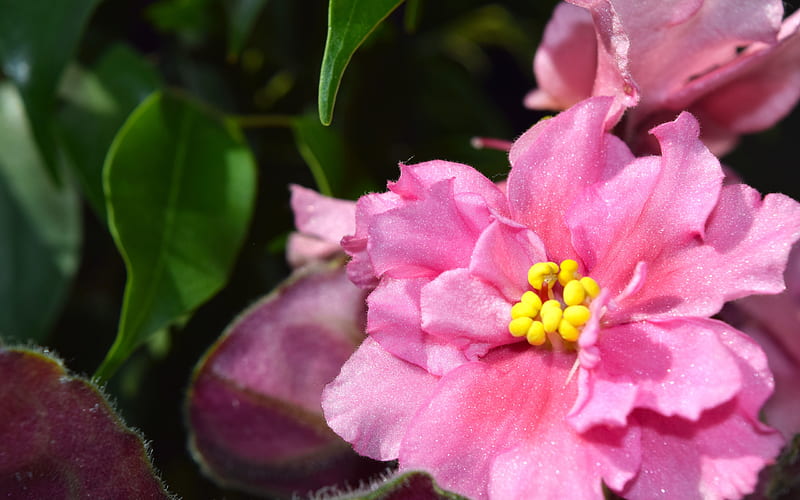 Parma violet, flower, roz, pink, HD wallpaper