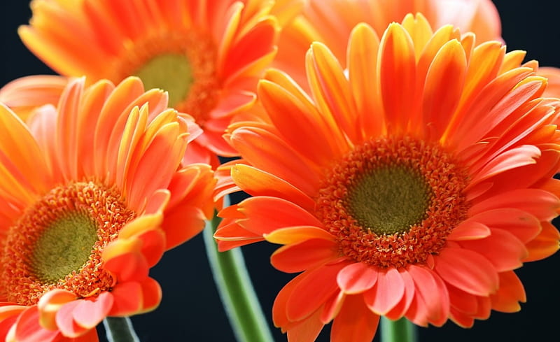 Orange Gerbera, gerbera, flowers, nature, macro, HD wallpaper | Peakpx