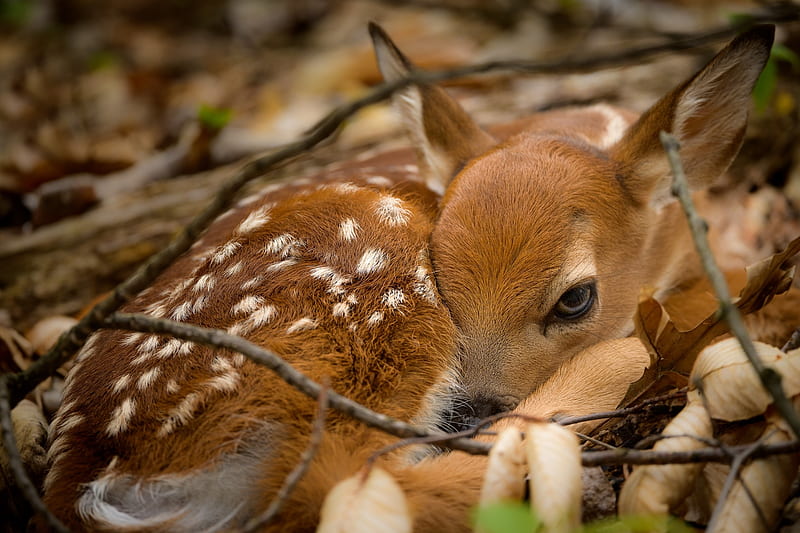 Deer, frumusete, bambi, caprioara, baby, sweet, animal, HD wallpaper