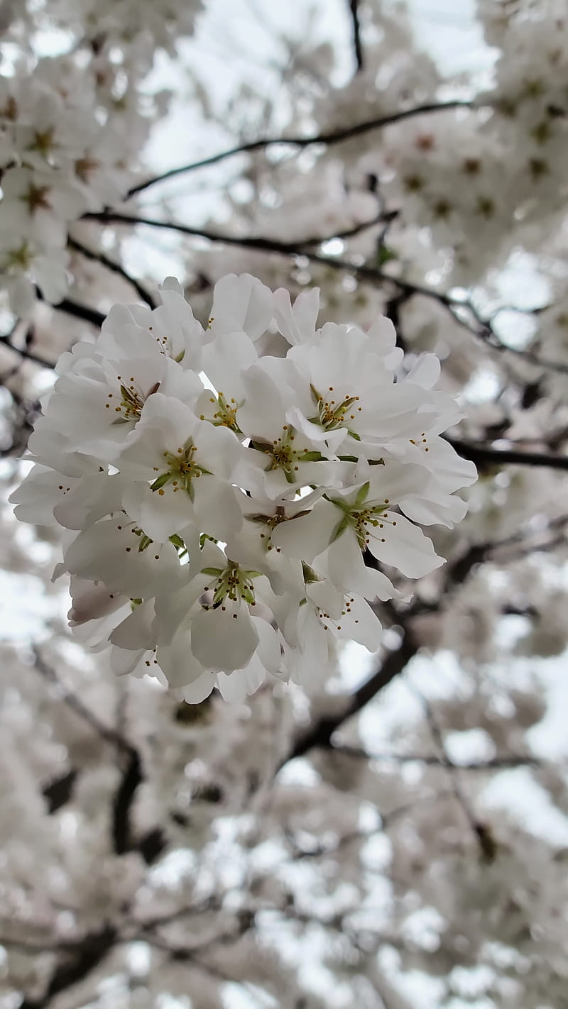 Flores de cerezo va, mejor, flores de cerezo, flor, primavera, parte  superior, Fondo de pantalla de teléfono HD | Peakpx