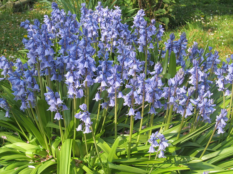 Bluebell Cluster, Nature, Bluebells, Gardens, Kent, Flowers, Spring, UK, HD wallpaper