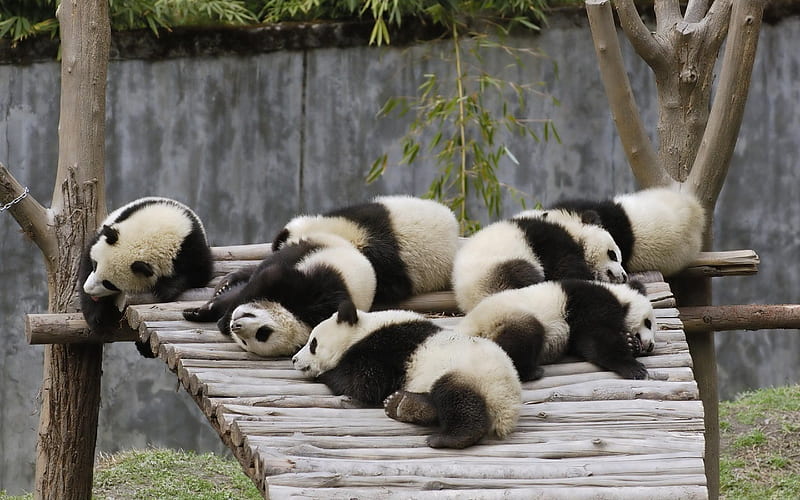 sleep, zoo, panda, pack, HD wallpaper
