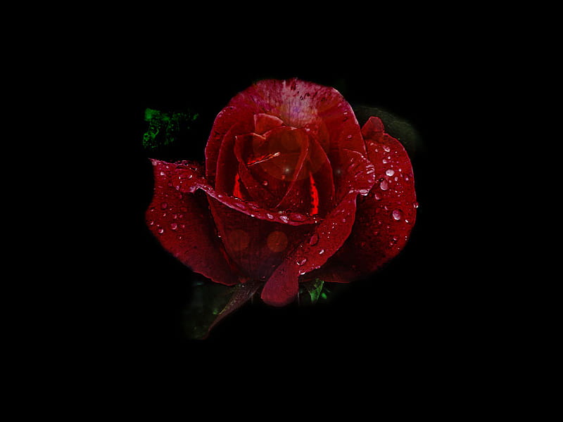 Mawar buat Gisela, red, rose, velvet, raindrops, flower, HD wallpaper