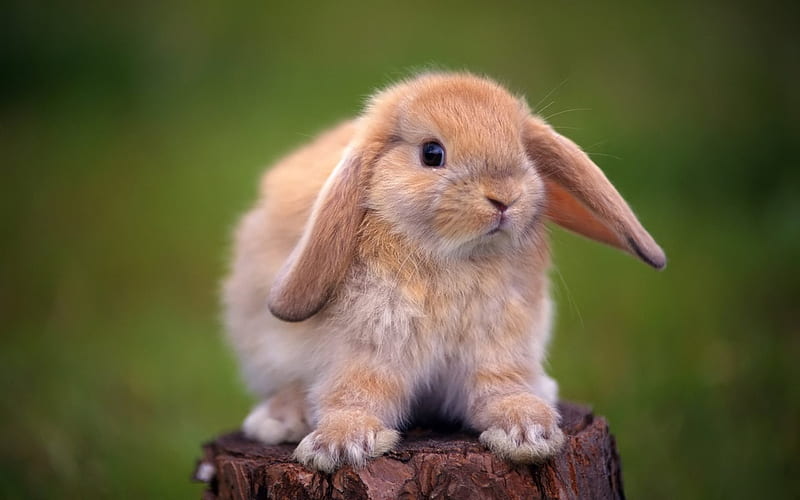 bunny, cute animal, beige bunny, pets, HD wallpaper