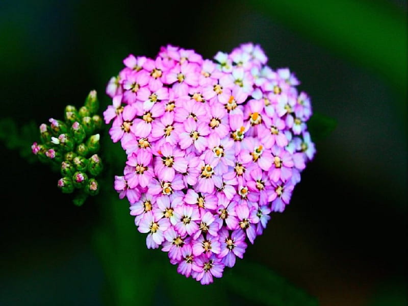 A Little Bit Of Love, green, love, heart, flowers, pink, HD wallpaper