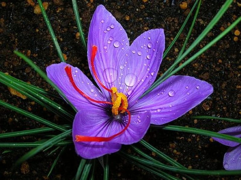 Saffron Bloom, flower, nature, purple, water drops, HD wallpaper | Peakpx