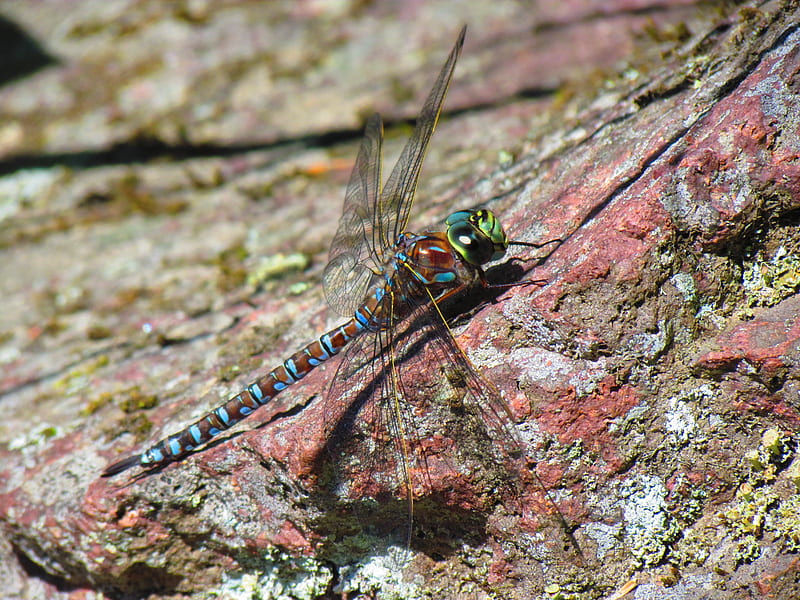 Dragonfly on a rock, wings, rock, flying, dragonfly, insect, nature, HD wallpaper