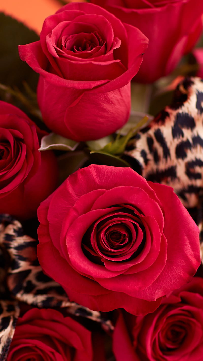 Red Roses, flower, love, romantic, HD phone wallpaper | Peakpx