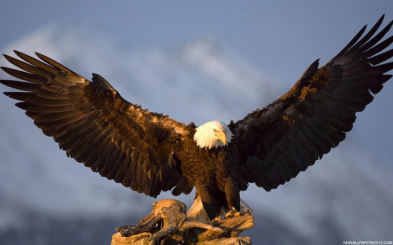 Eagle Eagle Background [] for your , Mobile & Tablet. Explore Eagle . Golden Eagle , Bald Eagle , Philadelphia Eagles, HD wallpaper