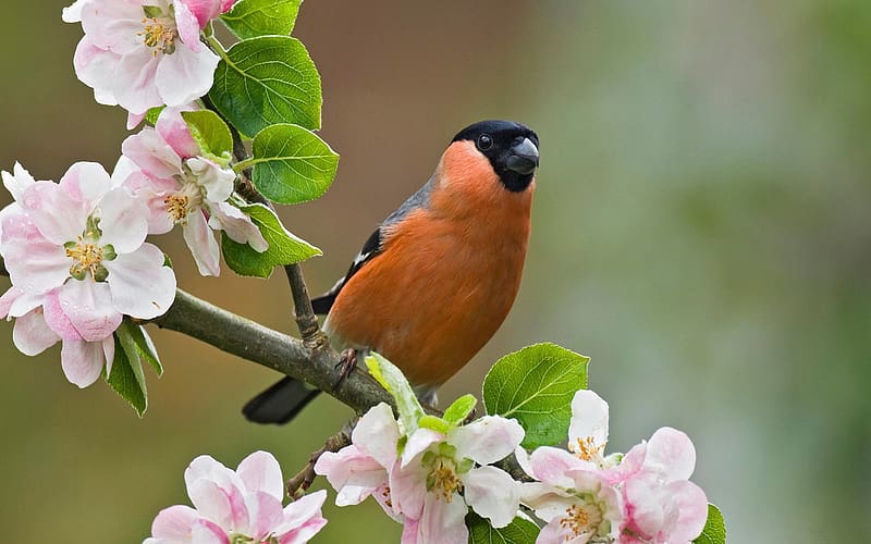 Birds, Bird, Animal, Spring, Bullfinch, Blossom, Eurasian Bullfinch, HD wallpaper