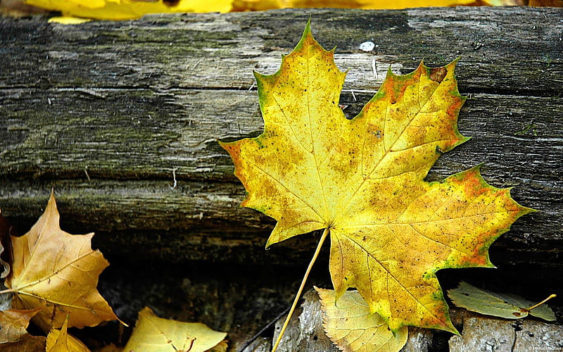 Maple Leaves-plants graphy, HD wallpaper