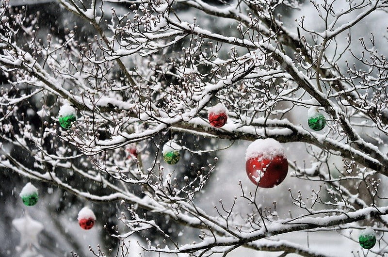Christmas in the Forest, red, ornement, christmas, branch, winter, graphy, green, balls, snow, snowflakes, nature, HD wallpaper