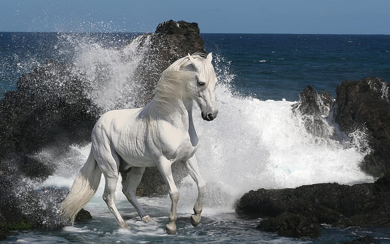 Frolic in the Sea, rocks, ocean, horse, sea, hair, mane, white, fur, trot, HD wallpaper