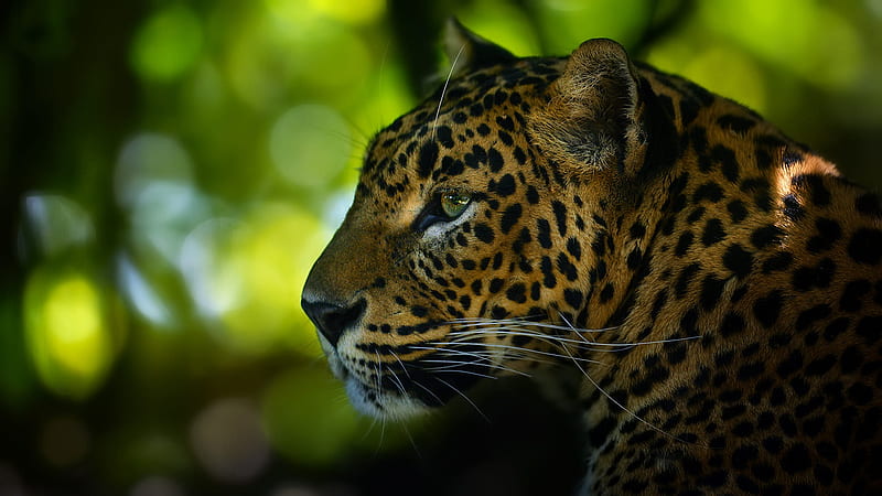 Cats, Leopard, Big Cat, Wildlife, HD wallpaper | Peakpx