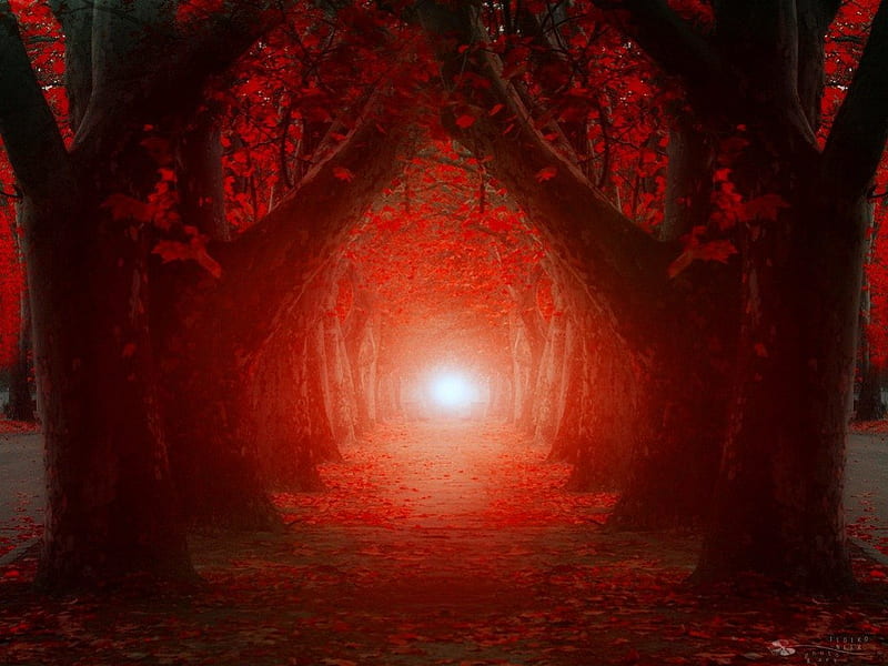 Enchanted forest, red, glow, fiery, bonito, magic, fog, nice, fantasy, haze, darkness, tunnel, evening, enchanted, night, forest, lovely, trees, mist, HD wallpaper