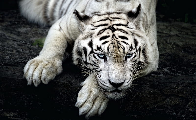 White Tiger Animal Ultra, Animals, Wild, White, Tiger, Animal, conservation, wildlife, BeautifulAnimals, HD wallpaper