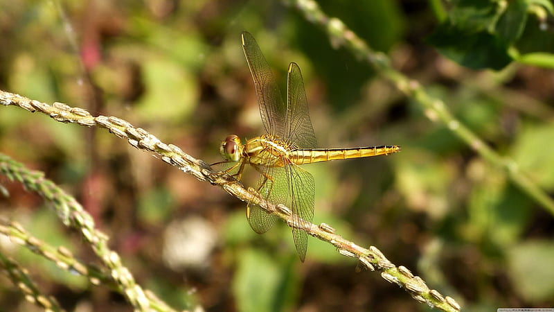 dragonfly, insect, branch, leaf, HD wallpaper