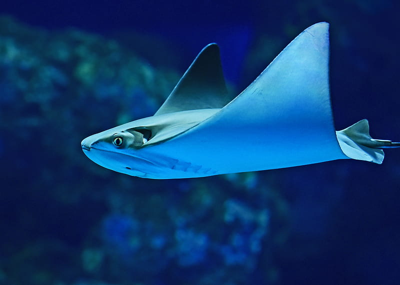 graphy of sting ray, HD wallpaper