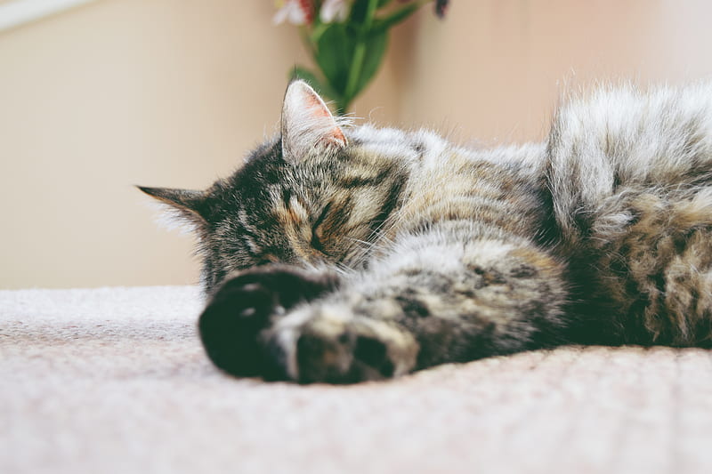 gray cat sleeping on mat, HD wallpaper