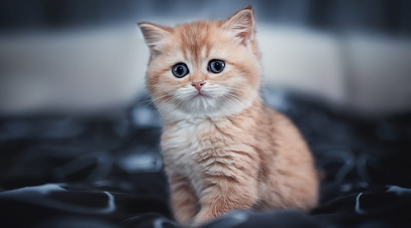 Cute Ultra, Cute, Kitten, HD wallpaper