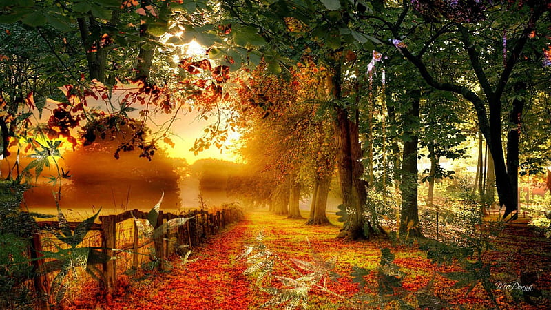 Summer Falling, fence, fall, autumn, sunlight, trees, abstract, summer, morning, collagae, HD wallpaper