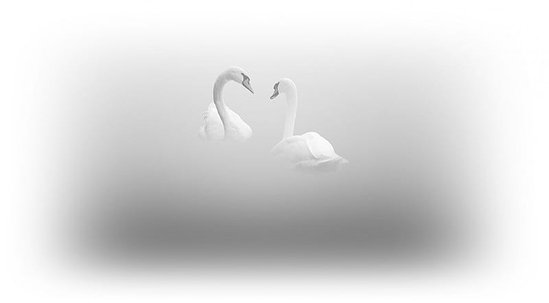 Swans, birds, swan, lake, HD wallpaper | Peakpx