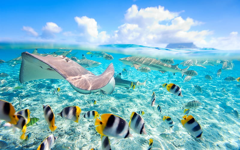 ocean, tropical island, underwater, stingray, fish, HD wallpaper